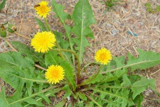 蒲公英被称为"抗生素",可泡水喝应该用根茎还是叶子?别用错了