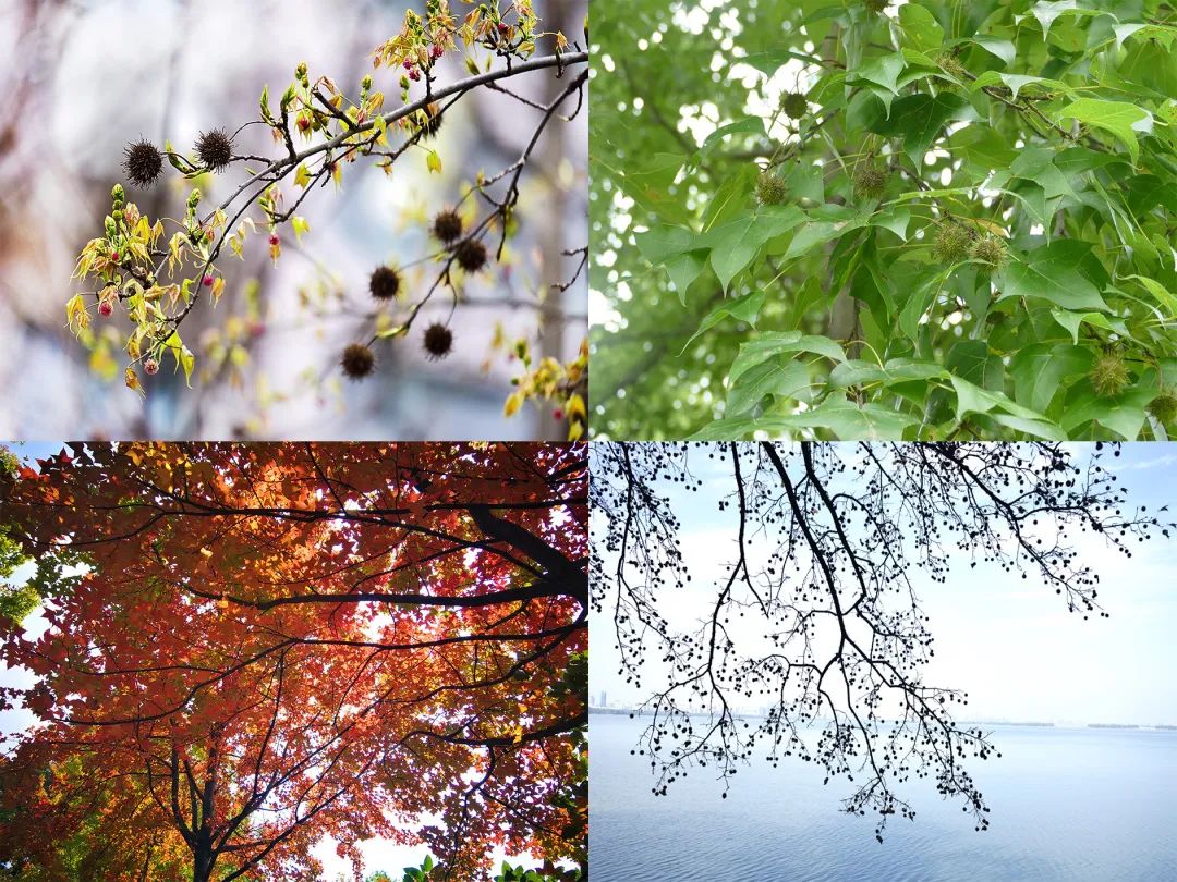 一年四季中,枫香的变化.图片:夜班工人丙,一帆,江南蝶衣,喵喵植物控