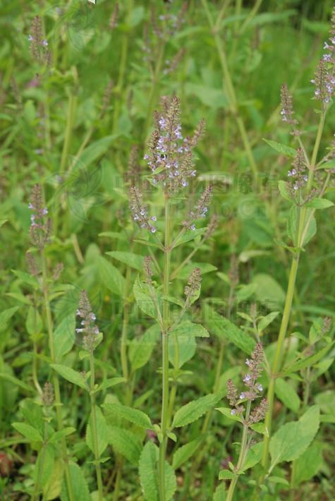 荔枝草,见过吗?可用于感冒发热,咽喉肿痛,肺热咳嗽