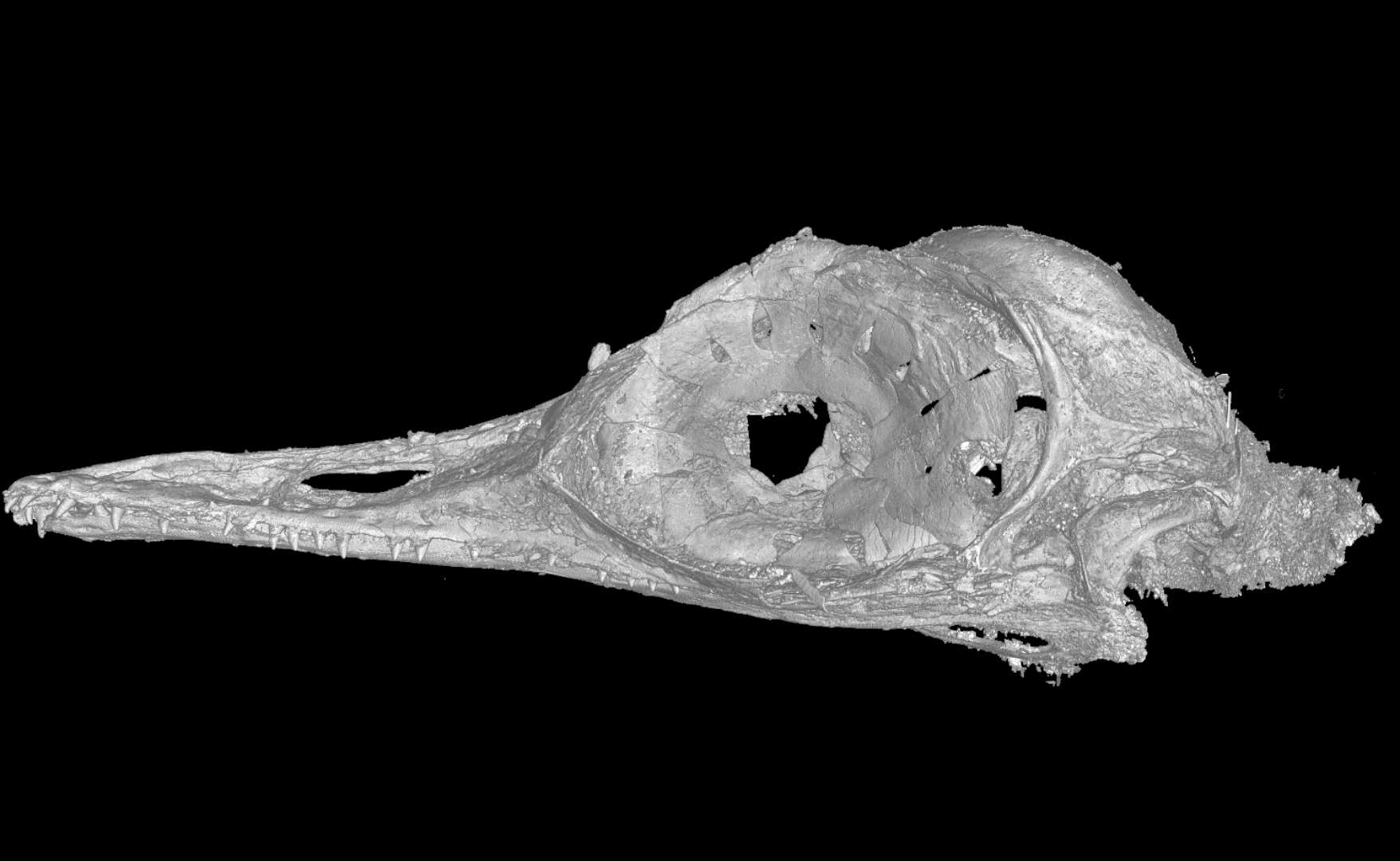 眼齿鸟头部CT重建图