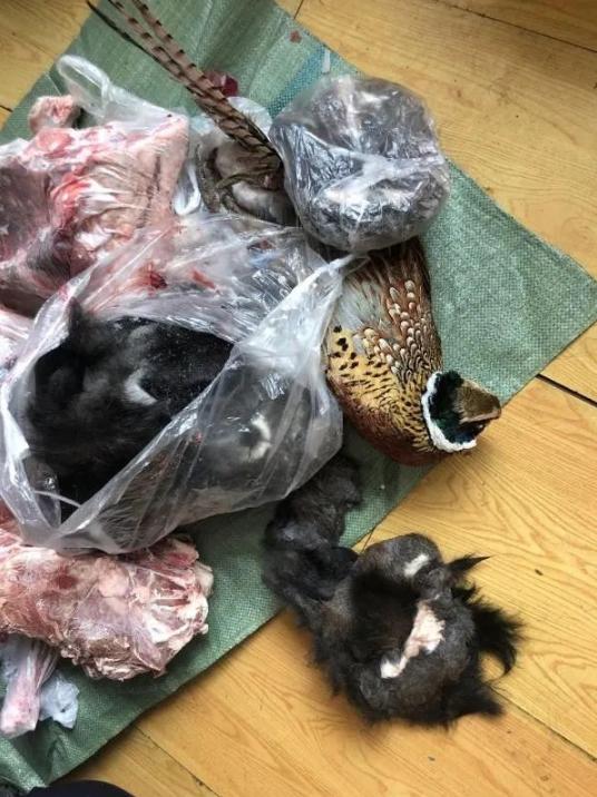 黑龙江公安破获非法狩猎案 收缴松鼠野鸡23只
