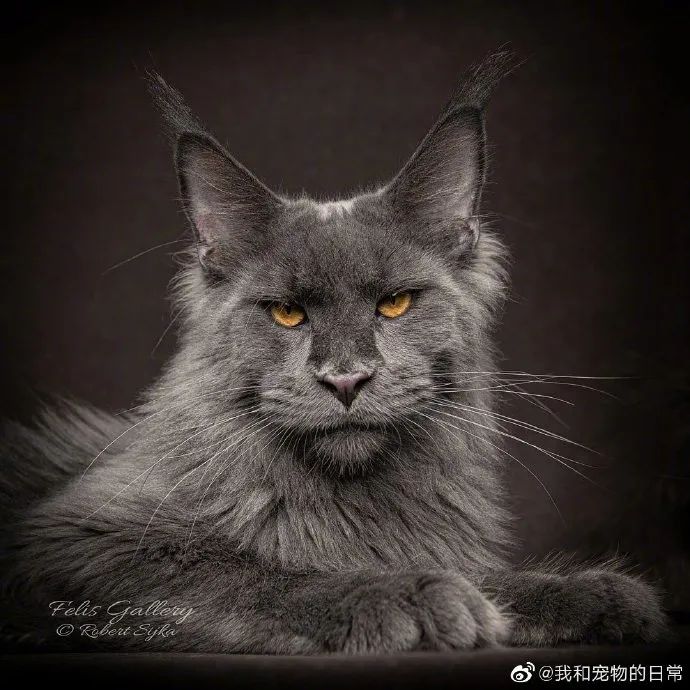 缅因猫图片霸气 王者图片
