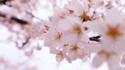 云端探春丨贵安樱花作意开绕花岂惜日千回