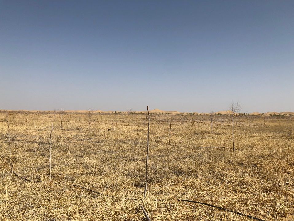 蚂蚁森林大作战一起来兴全胡杨林种树吧