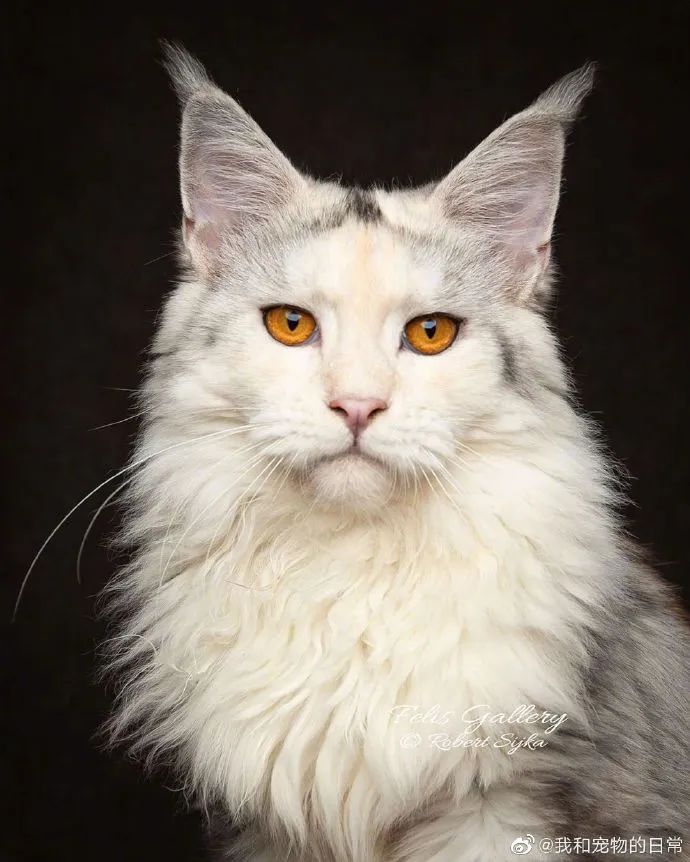 天生王者缅因猫!看起来好威严的样子!