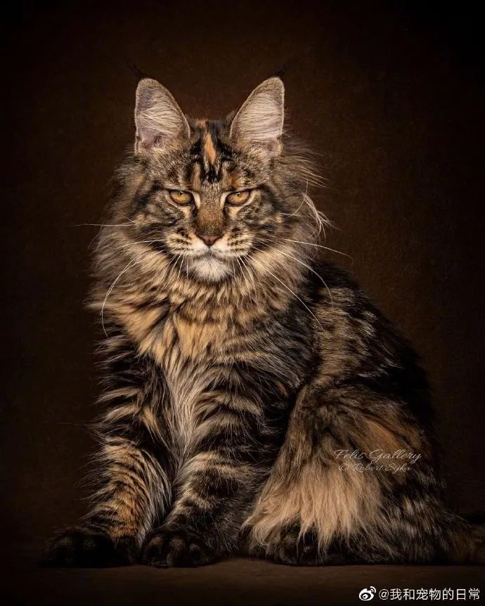 天生王者缅因猫看起来好威严的样子