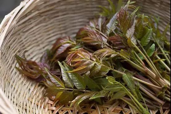 国人食用香椿久已成习,香椿距今已有2000多年历史,因为是药食两用的