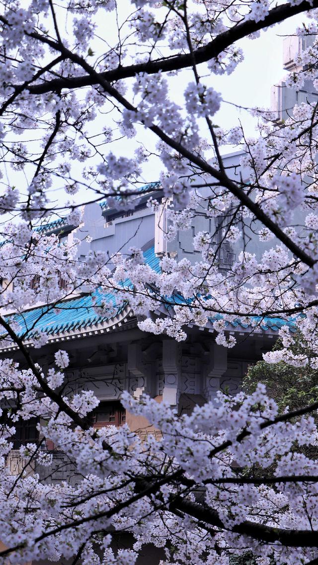 那年武大樱花遍地,来年我们一起赏樱