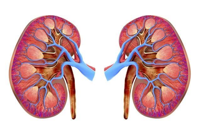 急切!肾在哪个位置图"备孕管家"-第2张图片-丸子博客