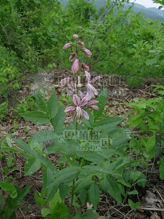 白鲜皮见过吗治风热湿毒所致的风疹湿疹疥癣