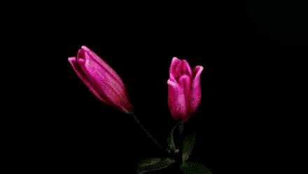 听花开的声音
