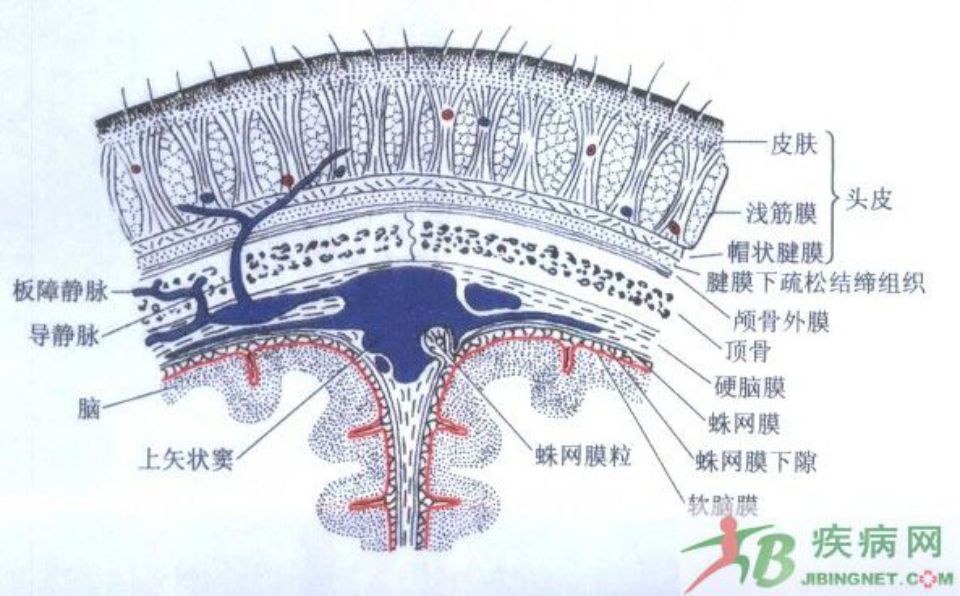 额顶枕区软组织由皮肤,皮下组织,帽状腱膜,腱膜下层和颅骨骨膜.