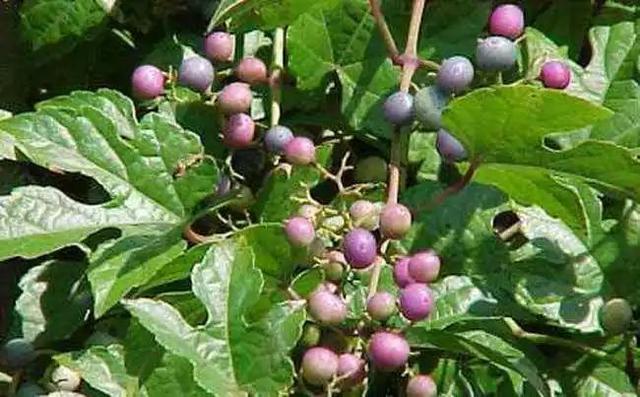 常用的10种美白祛斑类中药