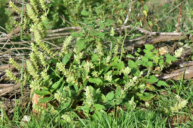 别名痢止蒿,痢疾草,痢止草,白龙须,无名草,散血草.