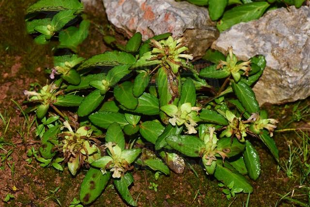 主湿热痢疾,泄泻