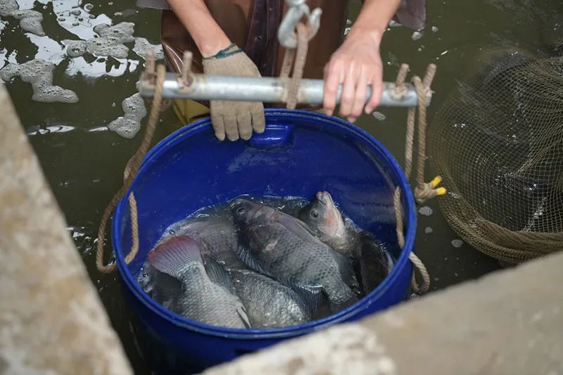 200万斤脆肉罗非鱼滞销?电商助力!