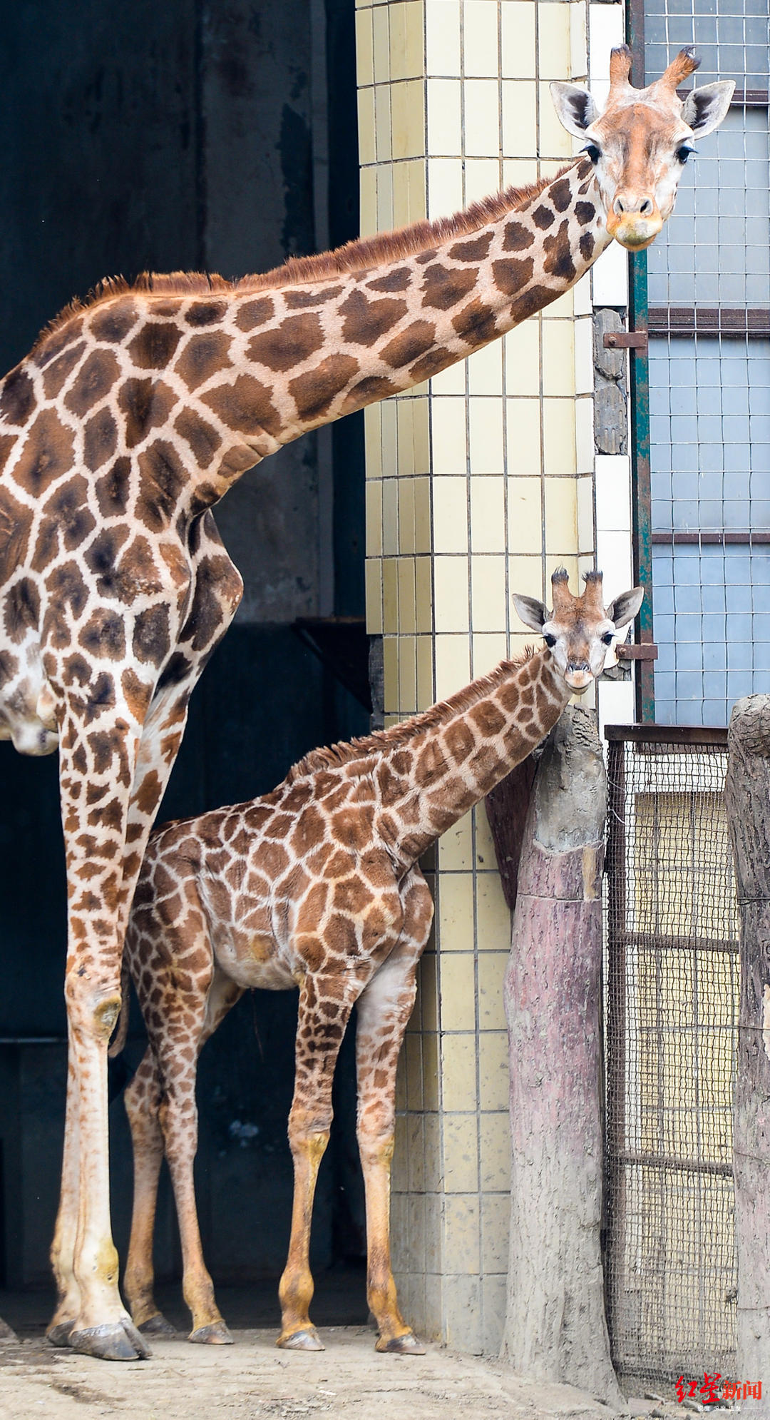 成都動物園下週有望開園春天到了各種萌寶提前看