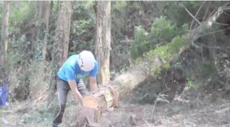 日本护林员闲着亲手建木屋，自己砍树自己削，仿佛回到原始社会|框架|木材_新浪新闻