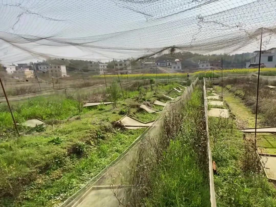 牛蛙养殖地已经干涸，长满杂草