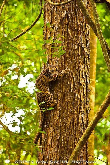 看我给你表演一个"蝎子倒爬城".