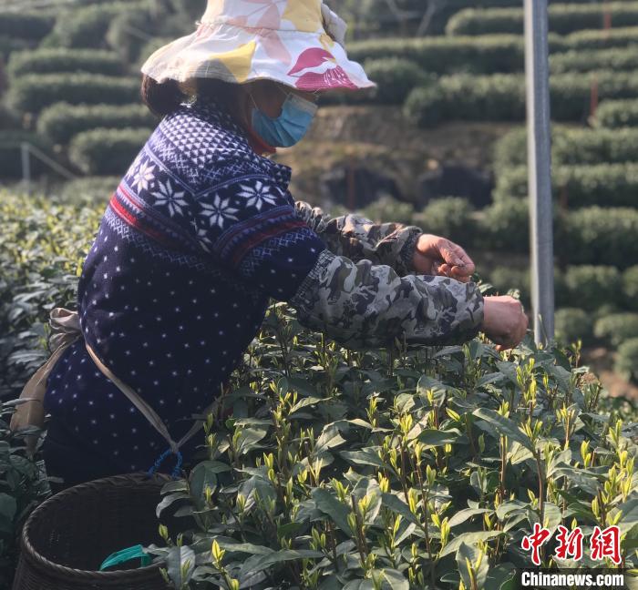 2020年西湖龙井排名_2020年西湖龙井“炒茶王”,是他!