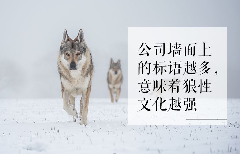 的墙体标语,也可以看出这家企业的文化,标语越多意味着狼性文化越强