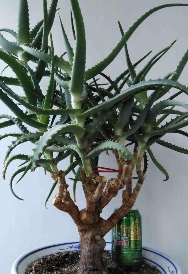 不会养花就养1盆多肉或芦荟偶尔浇点水枝肥叶壮挤爆盆