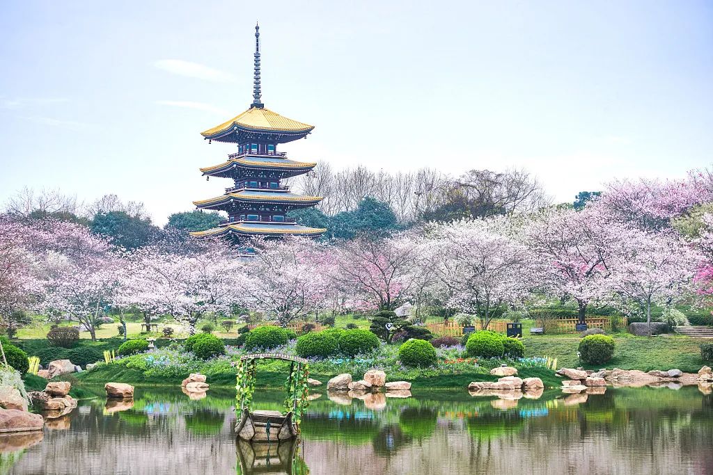 想去武汉看樱花?现在就可以!