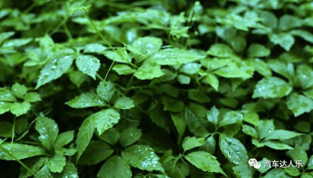 乡村荒野上的五叶参, 人称不老长寿药草, 有降血压血脂血糖疗效