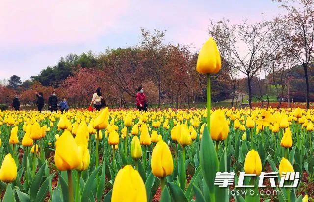 零售、餐饮等消费逐步回归，长沙市民周末纷纷上街购物逛吃