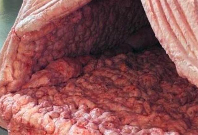 全球最恶心的帐篷躺里面仿佛在动物胃里给你7万敢住吗