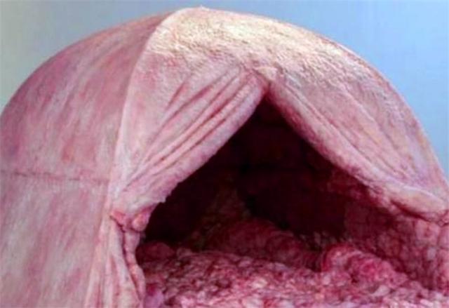 全球最恶心的帐篷躺里面仿佛在动物胃里给你7万敢住吗