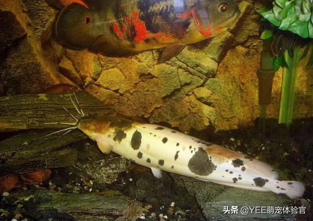 经济鱼当观赏鱼养,小丑武士的生活太舒服