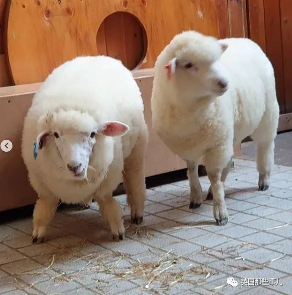 咩咩爱好者天堂!首尔这家羊咖全是白胖软萌的小绵羊,任撸!