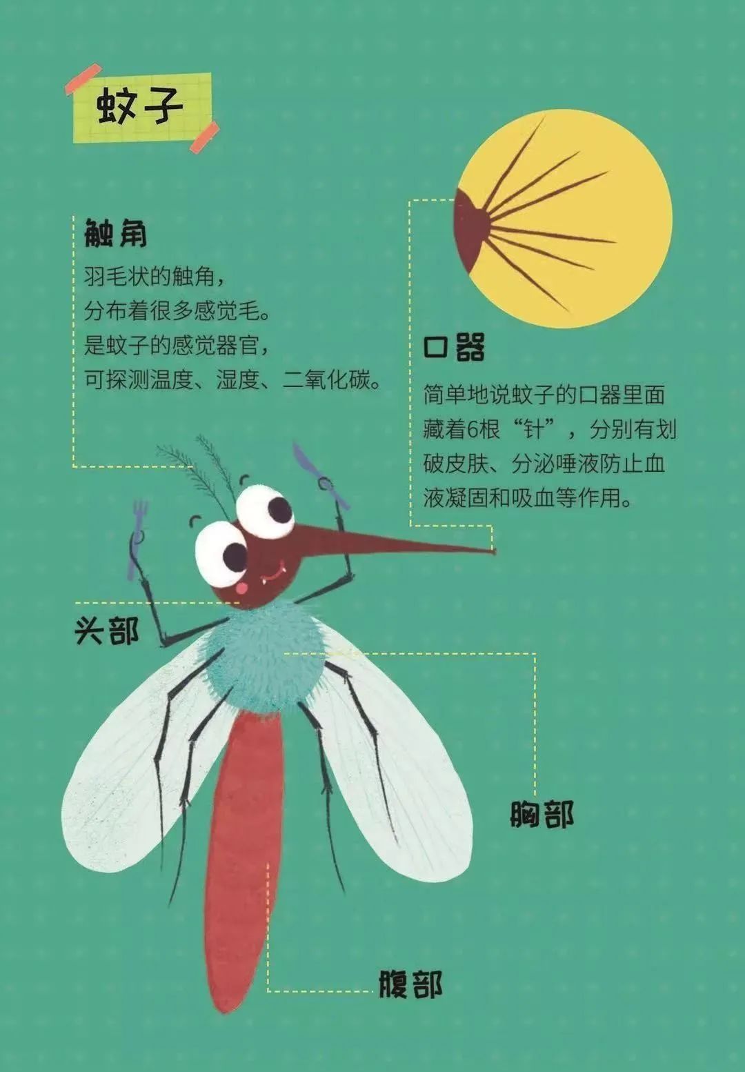 然后到在镜头下观察蚊子的口器时,就知道该注意看哪些细节啦~看到有趣