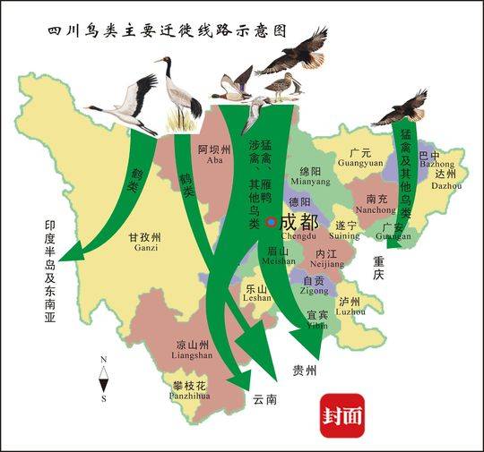 "无人机拍鸟"引发争议: 近距离拍摄,追逐鸟群是否干扰正常栖息