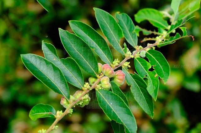 别名黎击子,野南瓜,柿子椒,算盘珠,八瓣橘,馒头果,水金瓜,红橘仔,地