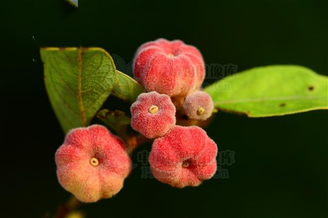 算盘子,见过吗?