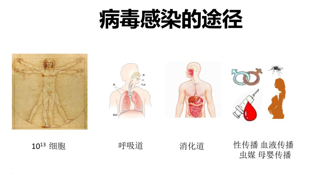 从头科普新冠 北京生科院李文辉 病毒如何感染 如何阻断 手机新浪网