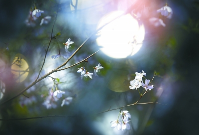 清风明月本无价