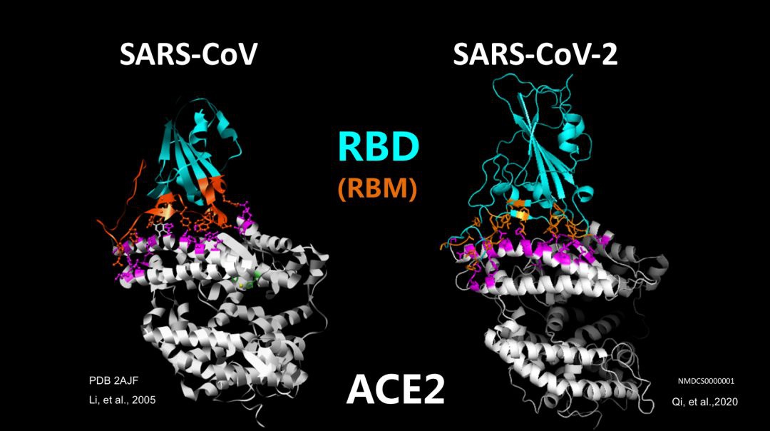 新冠病毒和2005年发现的sars病毒与ace2的结合模式相同和结合机制相似