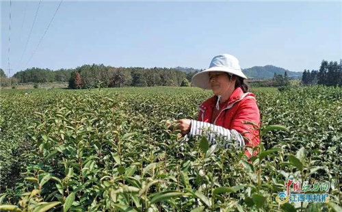 南城：春茶飘香采茶制茶忙（图）