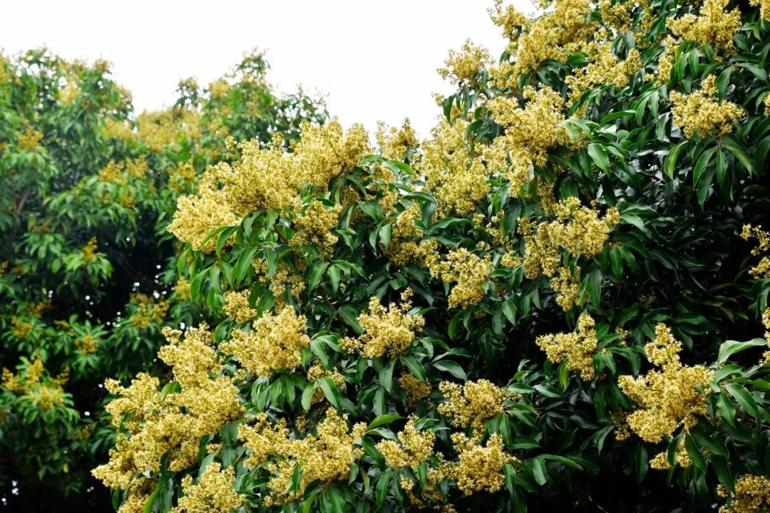 厚街荔枝开花率超八成,果农请上百箱蜜蜂"助产"