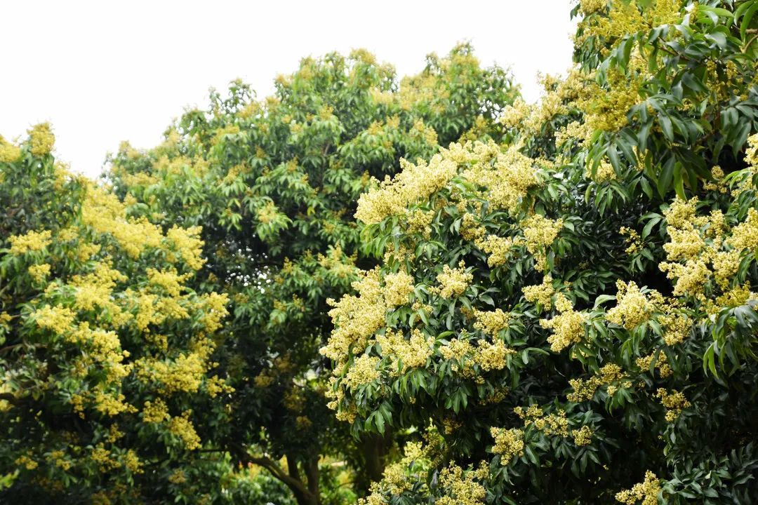 壮观厚街荔枝开花率超八成果农请上百箱蜜蜂助产