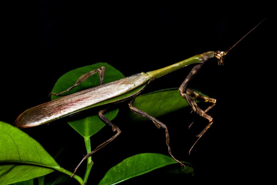 浴火重生的除了凤凰,还有螳螂