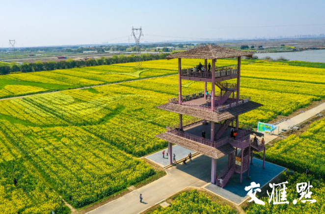 苏州同里镇北联村3000亩油菜花竞相开放