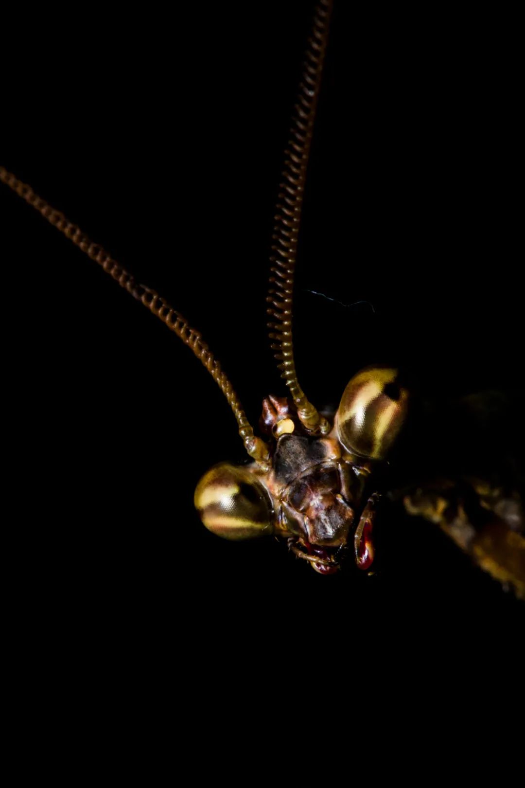 浴火重生的除了凤凰,还有螳螂