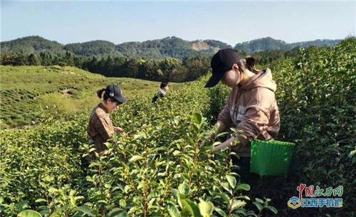 南城：春茶飘香采茶制茶忙（图）