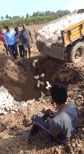 小鸡传病毒? 冷血男一口气活埋6000只 惹怒网友|活埋|新冠肺炎_新浪新