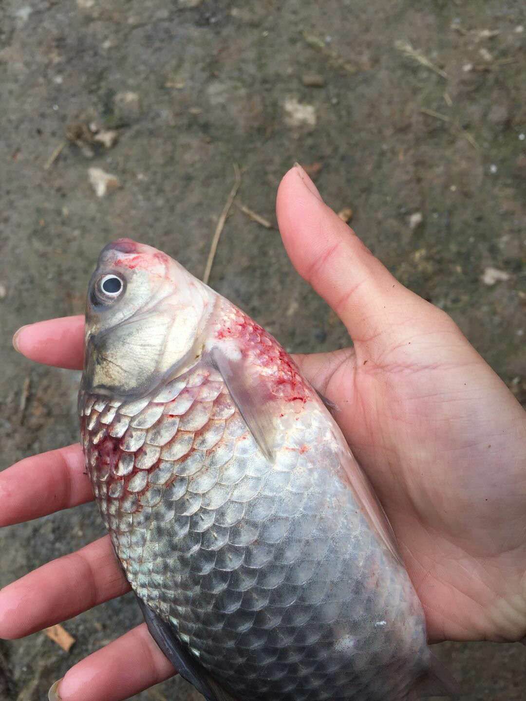 拯救水产请多吃鱼!多品种烂市,生鱼大跌0.5元/斤,卖一斤鳜鱼亏10多元,